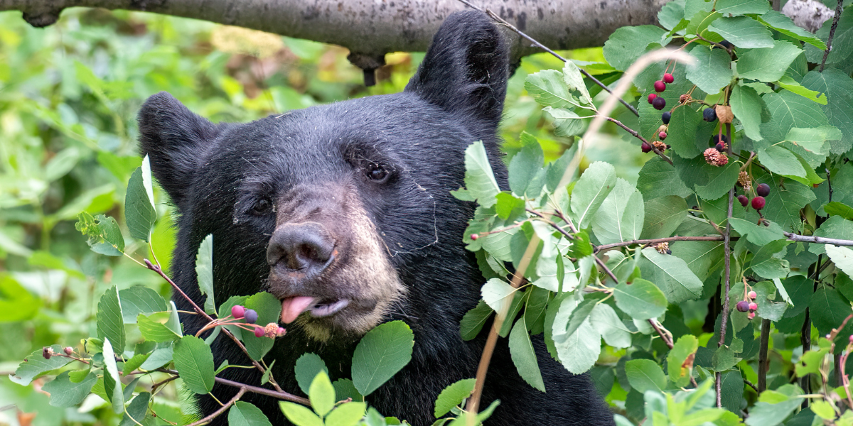 wild black bear eating berries