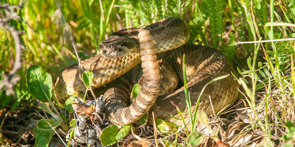 A rattlesnake in the wilderness
