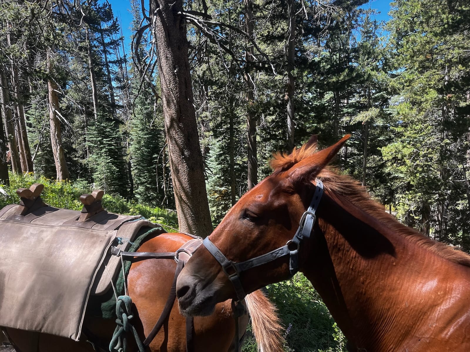 Some pack mules on the Bear Ridge trail.